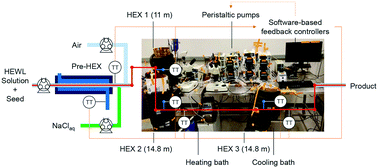 Graphical abstract: Tunable protein crystal size distribution via continuous slug-flow crystallization with spatially varying temperature