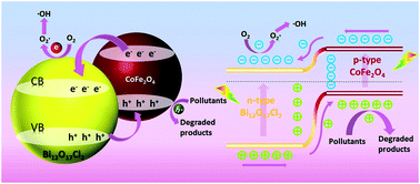 Graphical abstract: Synthesis and photocatalytic properties of magnetically separable and recyclable p–n heterojunction CoFe2O4/Bi12O17Cl2 photocatalyst