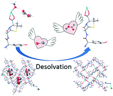 Graphical abstract: Insight into amoxicillin sodium heterosolvates and non-solvated form: crystal structures, phase transformation behaviors, and desolvation mechanism