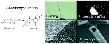 Graphical abstract: Photoinduced topographical surface changes and photoresponse of the crystals of 7-methoxycoumarin