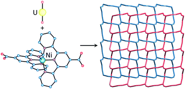 Graphical abstract: Uranyl ion complexes with 2,2′:6′,2′′-terpyridine-4′-carboxylate. Interpenetration of networks involving “expanded ligands”