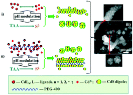 Graphical abstract: Aqueous phase- and size-controlled synthesis, and secondary assemblies of CdS nanocrystals at room temperature