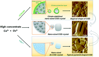 Graphical abstract: Modulation of the calcium oxalate dihydrate to calcium oxalate monohydrate phase transition with citrate and zinc ions