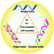 Graphical abstract: Supramolecular helical self-assembly of small peptides