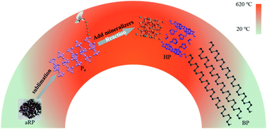 Graphical abstract: Crystallization kinetics of amorphous red phosphorus to black phosphorus by chemical vapor transport