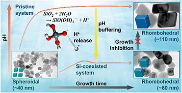 Graphical abstract: Effects of trace Si impurities in water on the growth of calcite nanoparticles