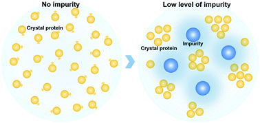Graphical abstract: The dual function of impurity in protein crystallization