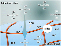 Graphical abstract: Silica mineralization on anisotropic gelatin-hydrogel scaffolds