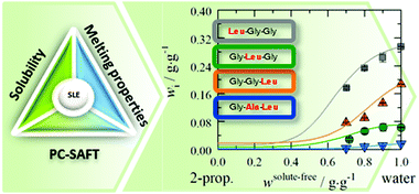 Graphical abstract: Measurement and modelling solubility of amino acids and peptides in aqueous 2-propanol solutions