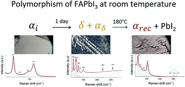 Graphical abstract: Hidden polymorphism of FAPbI3 discovered by Raman spectroscopy