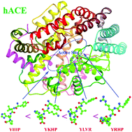 Graphical abstract: Molecular dynamics investigation on the interaction of human angiotensin-converting enzyme with tetrapeptide inhibitors