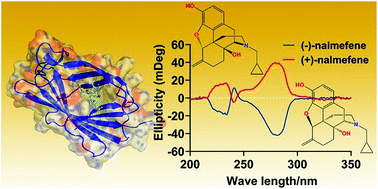 Graphical abstract: Nalmefene non-enantioselectively targets myeloid differentiation protein 2 and inhibits toll-like receptor 4 signaling: wet-lab techniques and in silico simulations