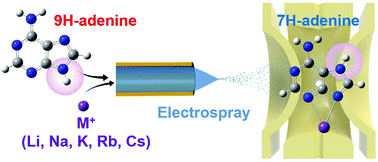 Graphical abstract: Cryogenic ion spectroscopy of adenine complexes containing alkali metal cations