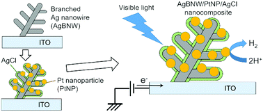 Graphical abstract: Plasmon-enhanced hydrogen evolution reaction on a Ag-branched-nanowire/Pt nanoparticle/AgCl nanocomposite