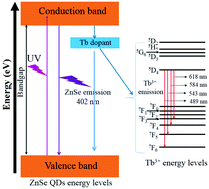 Graphical abstract: Optical properties and energy transfer processes in Tb3+-doped ZnSe quantum dots