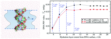 Graphical abstract: Assessment of the DNA partial specific volume and hydration layer properties from CHARMM Drude polarizable and additive MD simulations