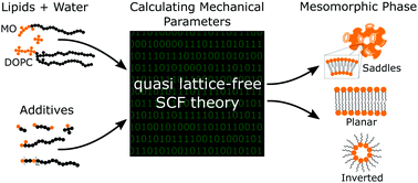 Graphical abstract: Self-consistent field modeling of mesomorphic phase changes of monoolein and phospholipids in response to additives