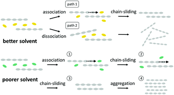 Graphical abstract: Effects of solvation shell relaxation on chain association mechanisms in poly(3-hexylthiophene) solutions