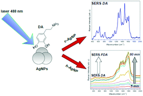 Graphical abstract: SERS characterization of dopamine and in situ dopamine polymerization on silver nanoparticles