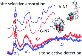Graphical abstract: Site-selective soft X-ray absorption as a tool to study protonation and electronic structure of gas-phase DNA