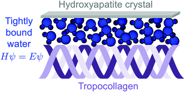 Graphical abstract: Environment-controlled water adsorption at hydroxyapatite/collagen interfaces