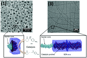 Graphical abstract: Structure optimization of lipopeptide assemblies for aldol reactions in an aqueous medium