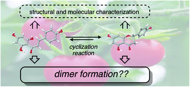 Graphical abstract: Structure, isomerization and dimerization processes of naringenin flavonoids