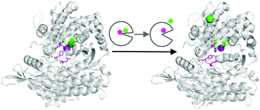 Graphical abstract: Unravelling the inhibitory zinc ion binding site and the metal exchange mechanism in human DPP III