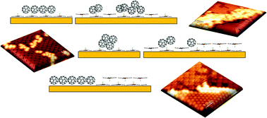 Graphical abstract: From high quality packing to disordered nucleation or phase separation in donor/acceptor interfaces: ClAlPc-C60 on Au(111)