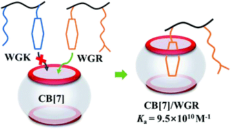 Graphical abstract: Sequence-selective recognition of cationic amphipathic tripeptides with similar structures in aqueous solutions by cucurbit[7]uril