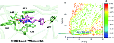 Graphical abstract: Deciphering the mechanism of action of 5FDQD and the design of new neutral analogues for the FMN riboswitch: a well-tempered metadynamics simulation study