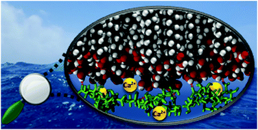 Graphical abstract: Calcium bridging drives polysaccharide co-adsorption to a proxy sea surface microlayer