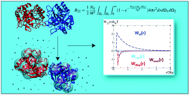 Graphical abstract: A coarse-grained xDLVO model for colloidal protein–protein interactions