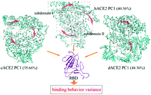 Graphical abstract: Molecular insights into the binding variance of the SARS-CoV-2 spike with human, cat and dog ACE2 proteins