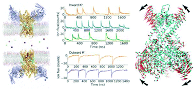 Graphical abstract: A double bilayer to study the nonequilibrium environmental response of GIRK2 in complex states