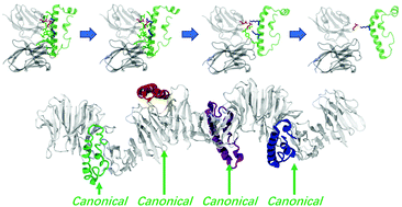 Graphical abstract: Computational investigation of the binding of a designed peptide to λ light chain amyloid fibril