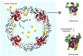 Graphical abstract: The synergistic mechanisms of apo-ferritin structural transitions and Au(iii) ion transportation: molecular dynamics simulations with the Markov state model