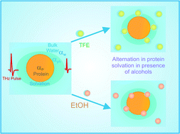 Graphical abstract: Correlating solvation with conformational pathways of proteins in alcohol–water mixtures: a THz spectroscopic insight