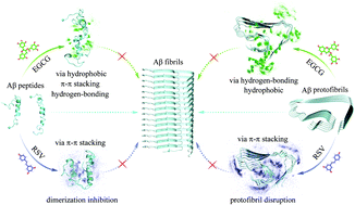 Graphical abstract: Molecular mechanisms of resveratrol and EGCG in the inhibition of Aβ42 aggregation and disruption of Aβ42 protofibril: similarities and differences