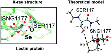 Graphical abstract: Selenium chalcogen bonds are involved in protein–carbohydrate recognition: a combined PDB and theoretical study