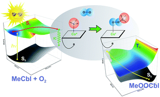 Graphical abstract: Aerobic photolysis of methylcobalamin: unraveling the photoreaction mechanism