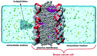 Graphical abstract: Carbon nanohorns as nanocontainers for cisplatin: insight into their interaction with the plasma membranes of normal and breast cancer cells