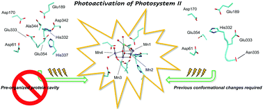 Graphical abstract: Structural and dynamic insights into Mn4Ca cluster-depleted Photosystem II