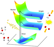 Graphical abstract: Theoretical study of the dissociative photodetachment dynamics of the hydrated superoxide anion cluster