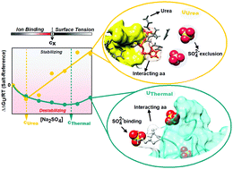 Graphical abstract: Hofmeister effects on protein stability are dependent on the nature of the unfolded state