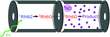 Graphical abstract: Photo-control of bimolecular reactions: reactivity of the long-lived Rhodamine 6G triplet excited state with ˙NO
