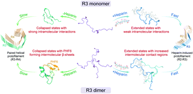 Graphical abstract: Heparin remodels the microtubule-binding repeat R3 of Tau protein towards fibril-prone conformations