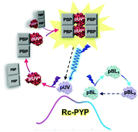 Graphical abstract: A unique photochromic UV-A sensor protein, Rc-PYP, interacting with the PYP-binding protein