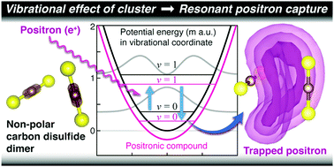 Graphical abstract: Theoretical investigation of the enhancement of positron affinity by the vibration and dimerization of non-polar carbon disulfide