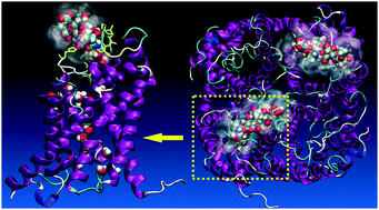 Graphical abstract: Regulation of aquaporin-3 water permeability by hyaluronan